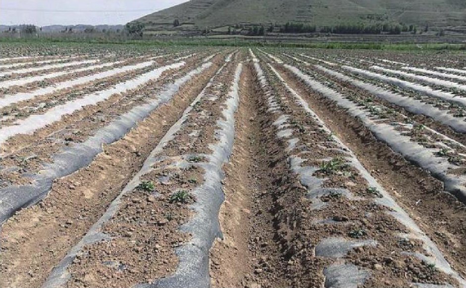 农田覆膜应用 / Agricultural mulch application